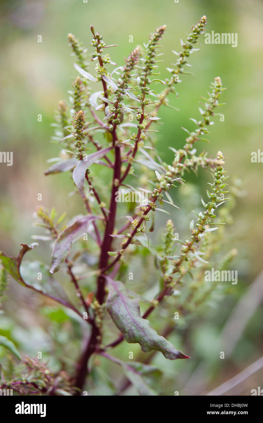 Barbabietola, Beta vulgaris 'Dewing ai primi del' in fiore. Verde fiore spike sul rosso scuro steli di ramificazione. Foto Stock