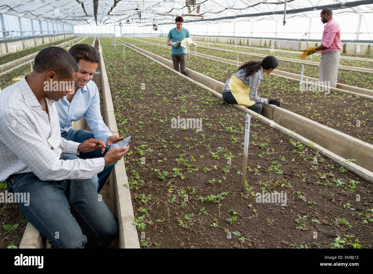Una serra commerciale in un vivaio coltivazione fiori organici. Due uomini con una tavoletta digitale. Foto Stock