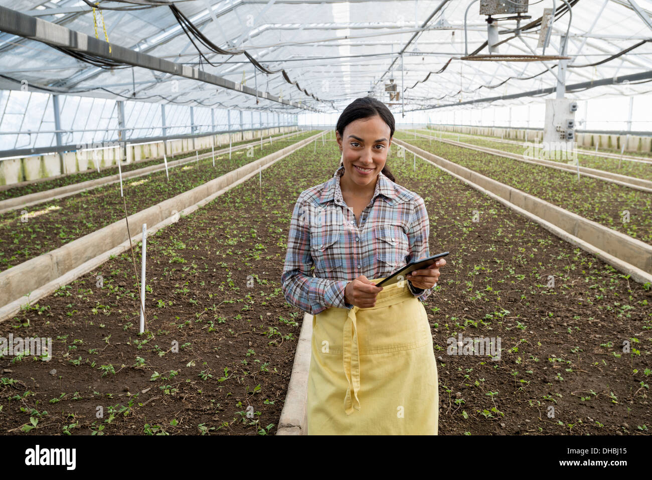 Una serra commerciale in un vivaio coltivazione fiori organici. Una donna con una tavoletta digitale. Foto Stock