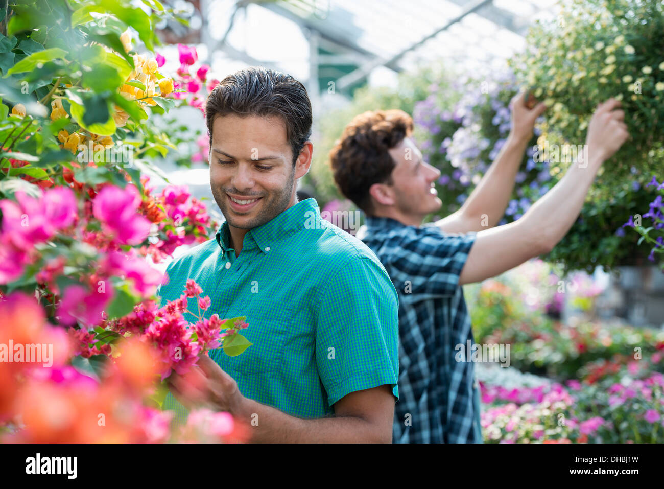 Una serra commerciale crescente fiori organici. Due uomini al lavoro, deadheading piante e controllo nei cestini appesi. Foto Stock