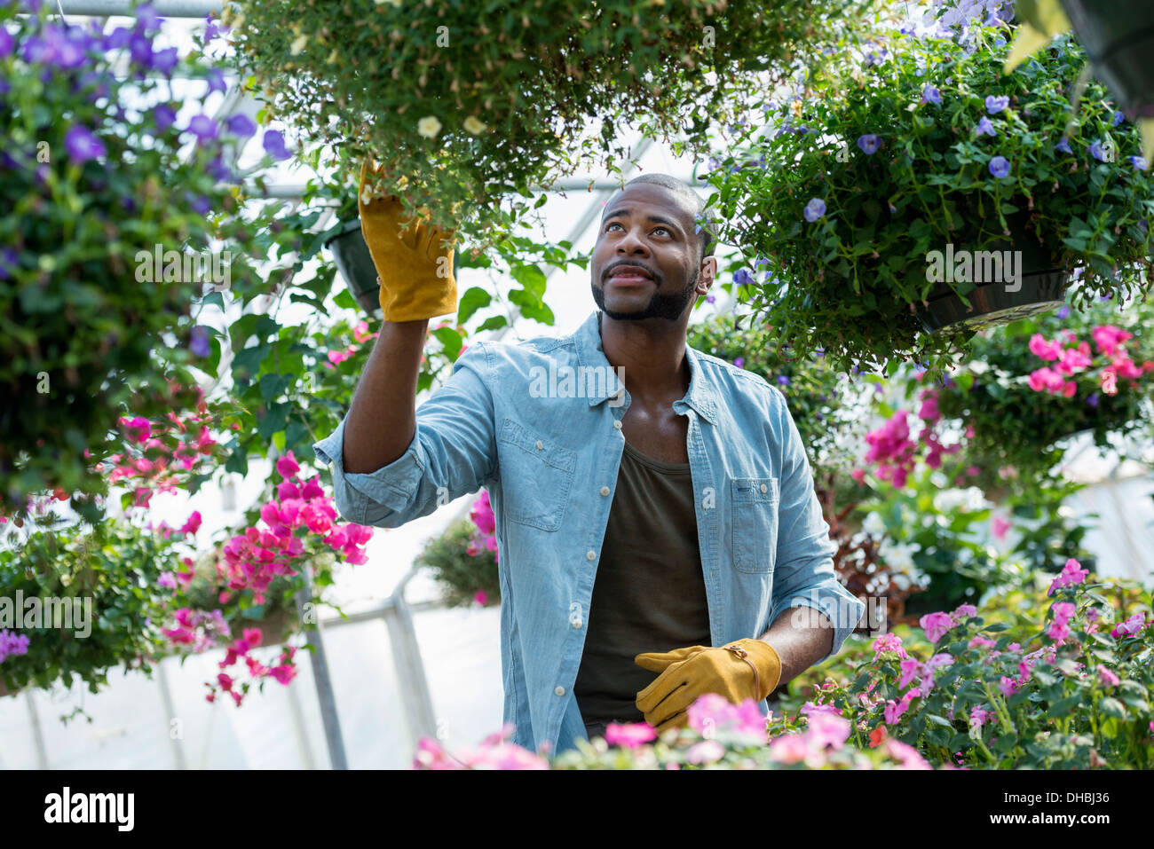 Una serra commerciale in un vivaio coltivazione fiori organici. Uomo al lavoro, controllo e tendendo i fiori. Foto Stock