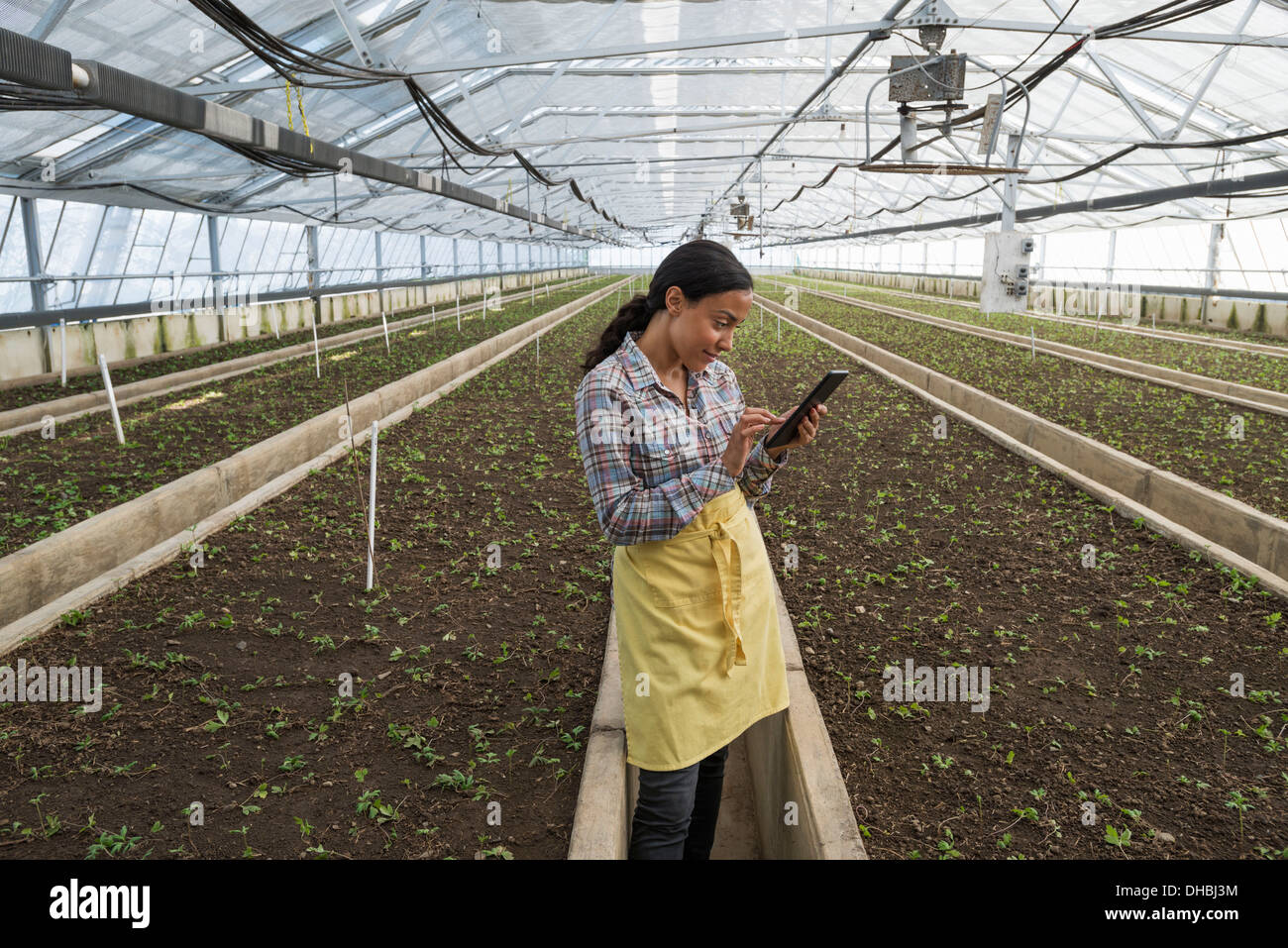 Una serra commerciale in un vivaio coltivazione fiori organici. Una donna con una tavoletta digitale. Foto Stock