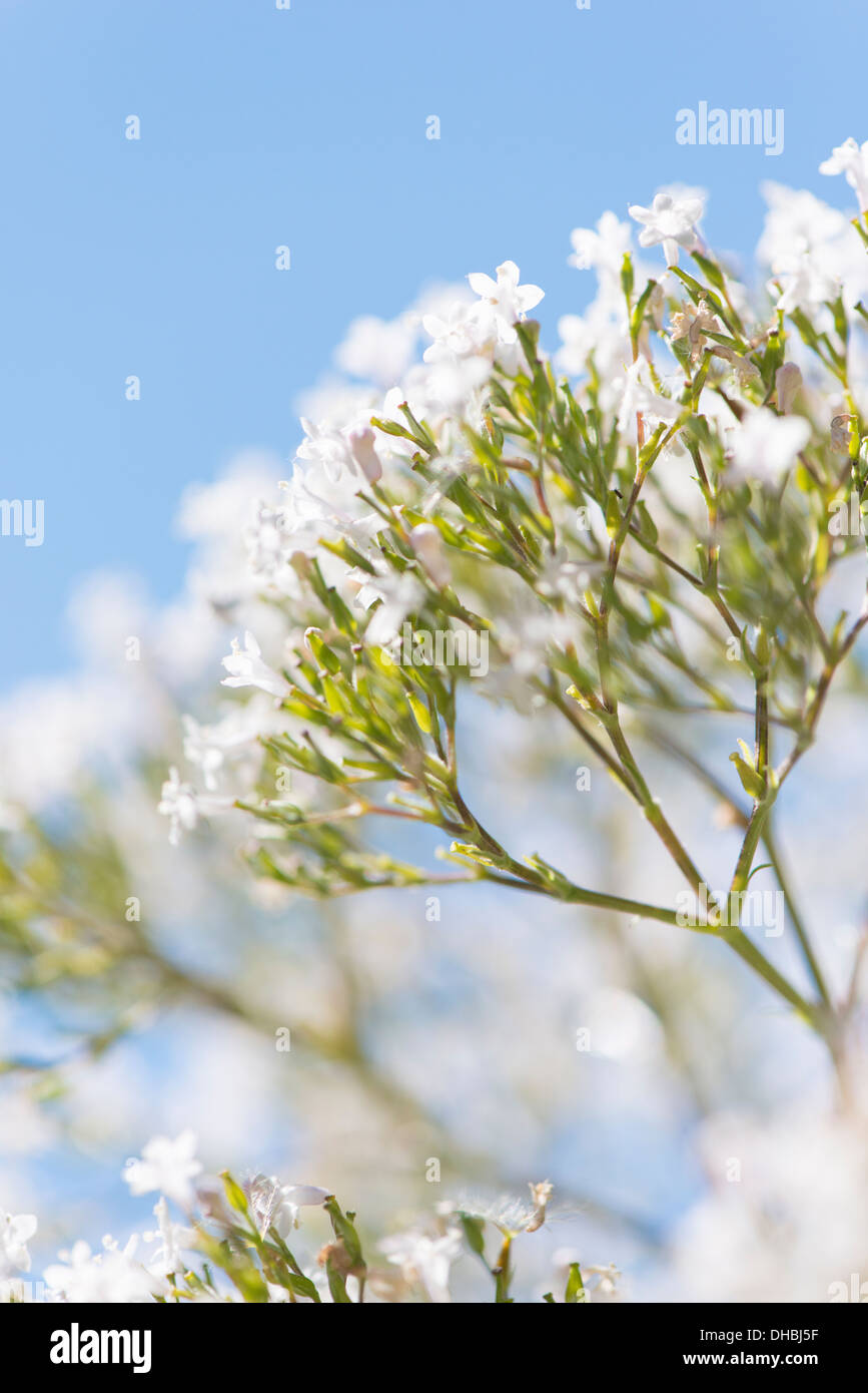 Primo piano del fiore di Valeriana (Valeriana officinalis) Foto Stock