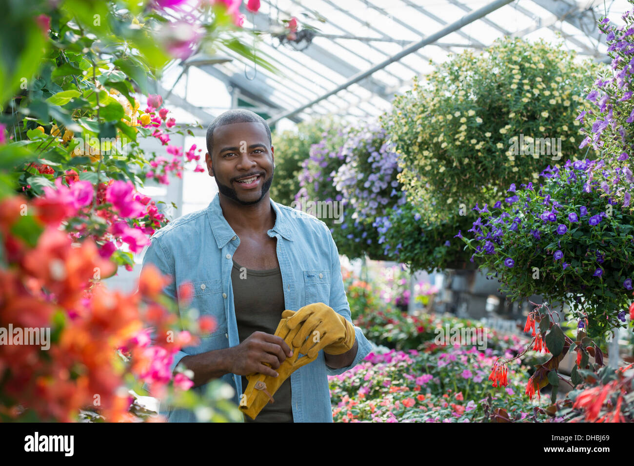 Una serra commerciale in un vivaio coltivazione fiori organici. Uomo al lavoro, controllo e tendendo i fiori. Foto Stock