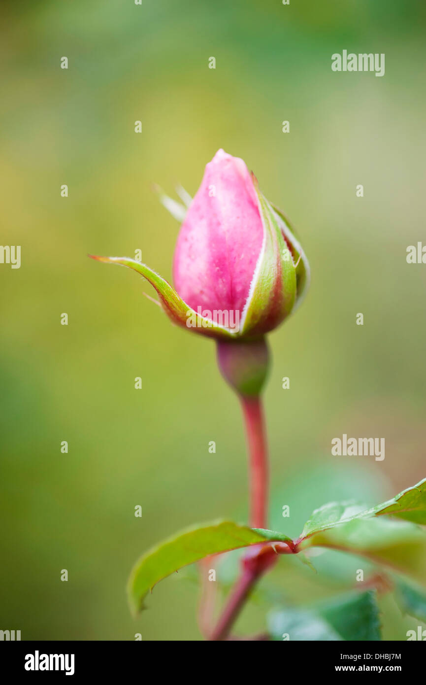 Rosa, Rosa "la generosa giardiniere', un singolo bud close up con messa a fuoco morbida dello sfondo. Foto Stock
