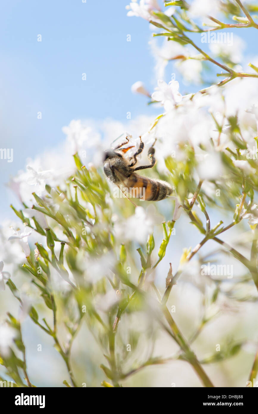 Primo piano della bee impollinare i fiori di Valeriana (Valeriana officinalis) Foto Stock