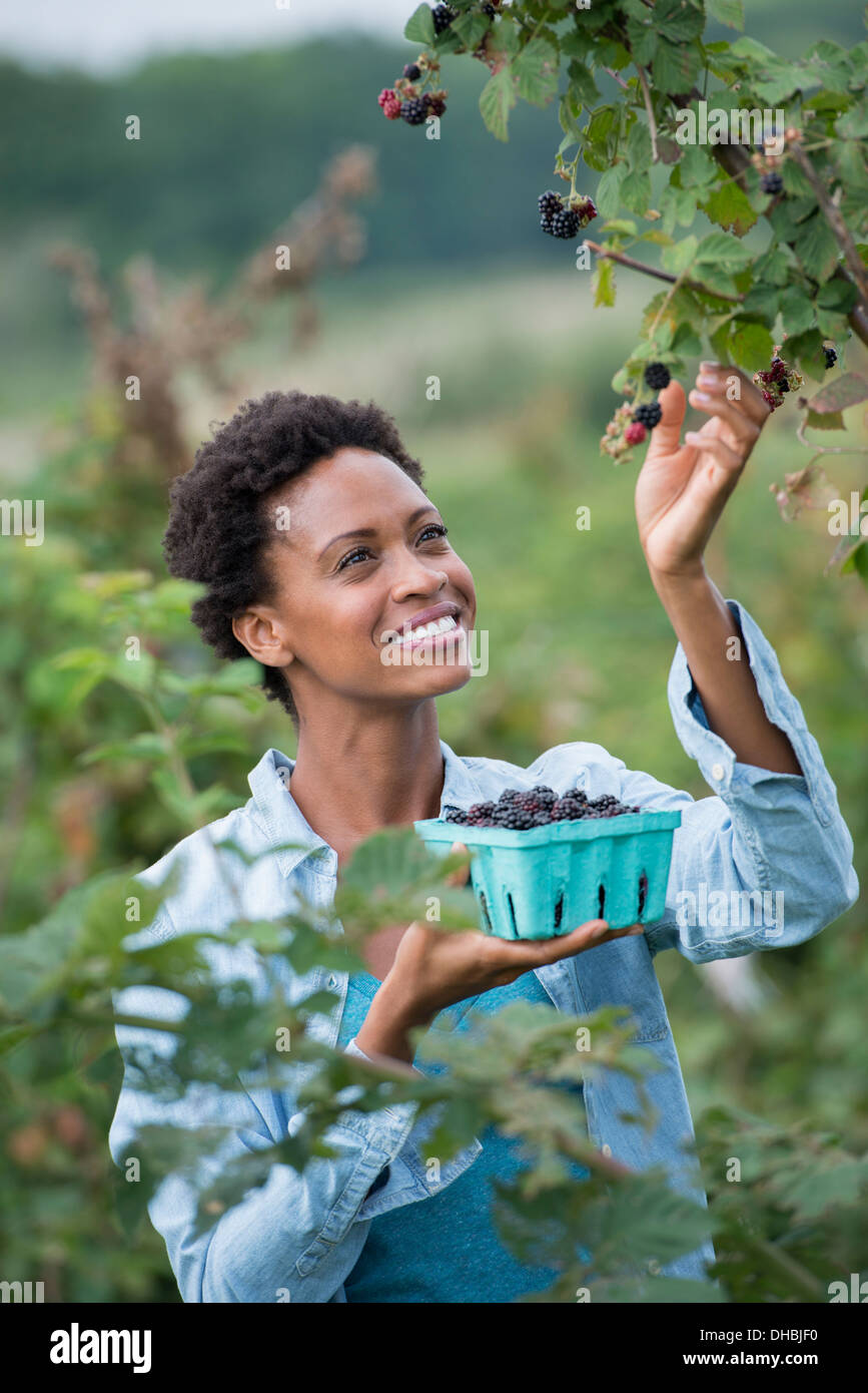 Una donna che arrivano fino alla raccolta di bacche selvatiche da una bussola di blackberry su un organico di azienda frutticola. Foto Stock