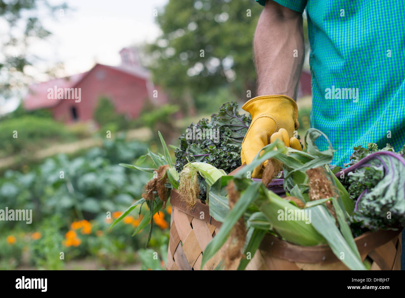 Un orto biologico in una fattoria. Un uomo che porta un cesto di appena raccolto sulla pannocchia di mais. Foto Stock
