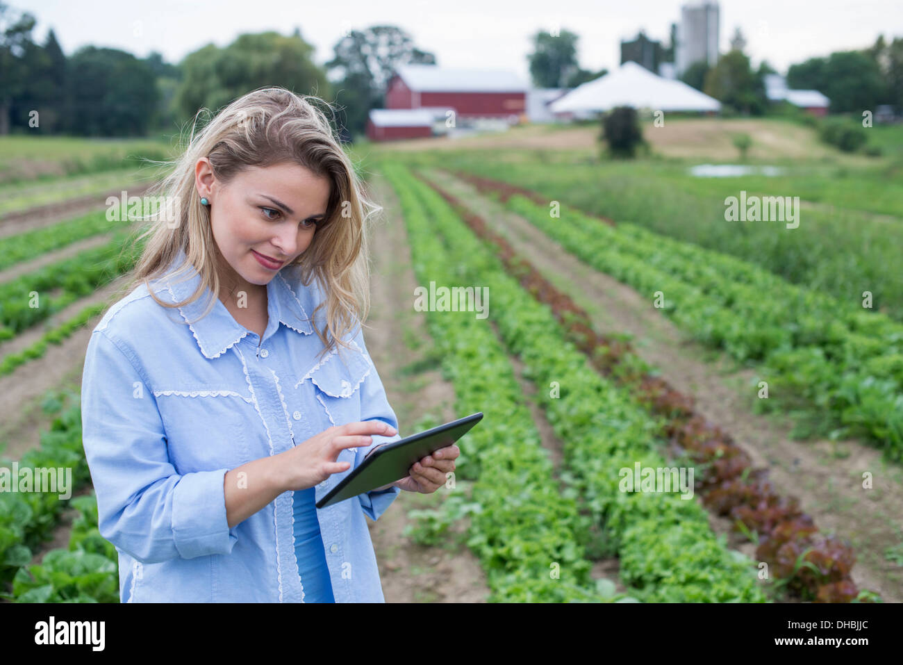 Un agriturismo biologico coltivazione degli ortaggi. Una donna nei campi di ispezionare il raccolto di lattuga, utilizzando una tavoletta digitale. Foto Stock