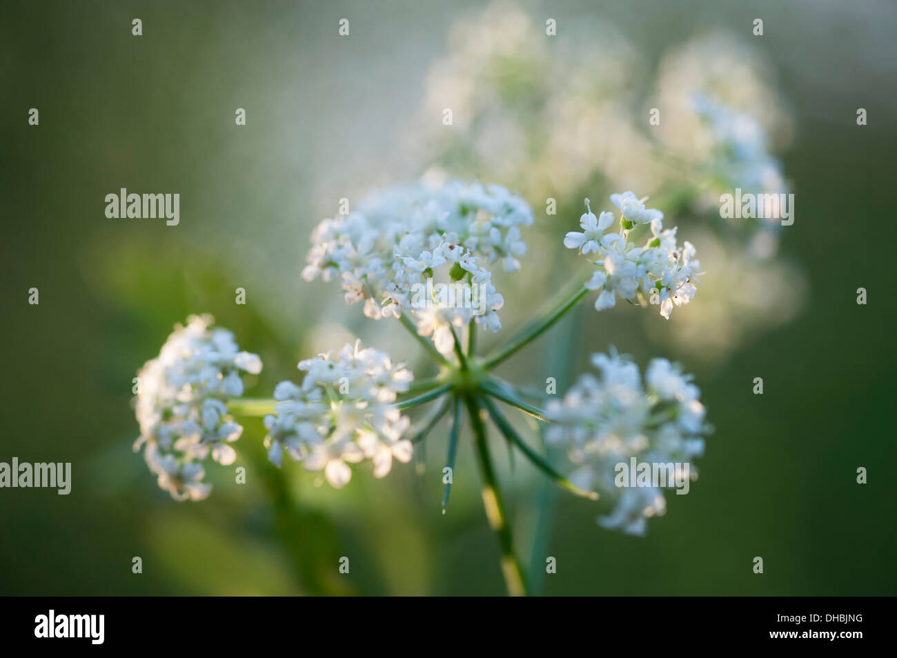 Carota carota selvatica:Daucus carota. Fiore bianco umbels in morbida luce del sole dorato. Foto Stock