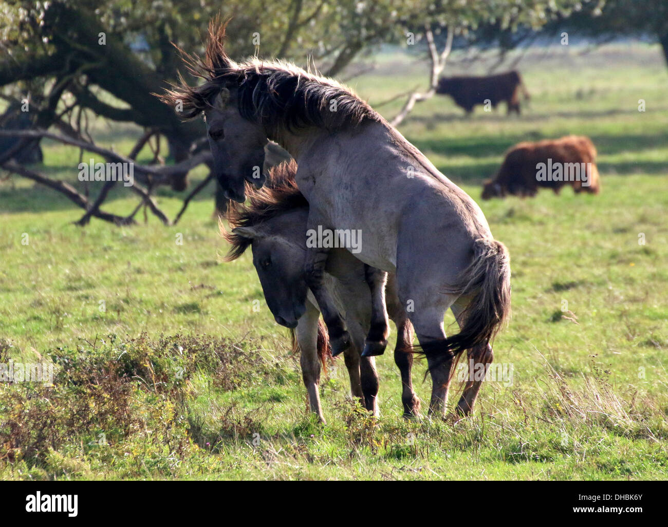 Allevamento e combattimenti maschio primitiva polacco cavalli a.k.a. Cavalli Konik Foto Stock