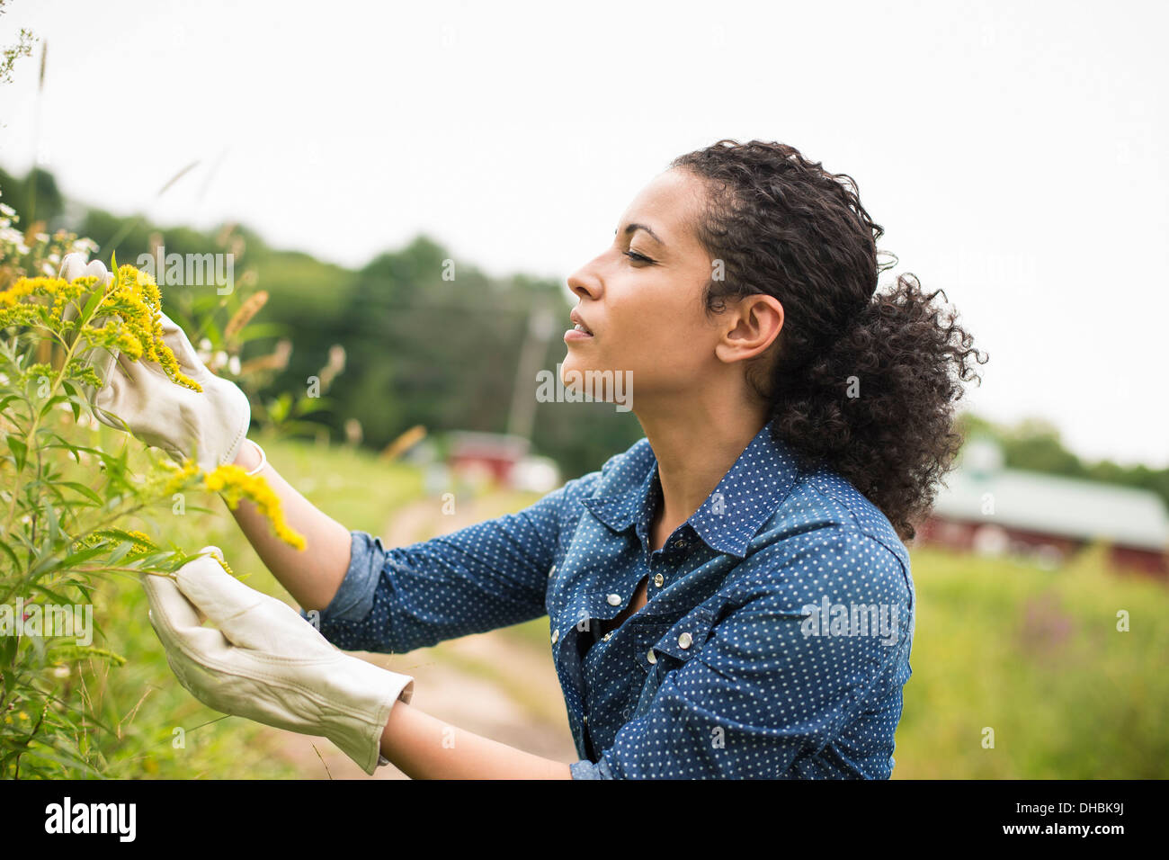 Lavorando su di una azienda agricola biologica. Foto Stock