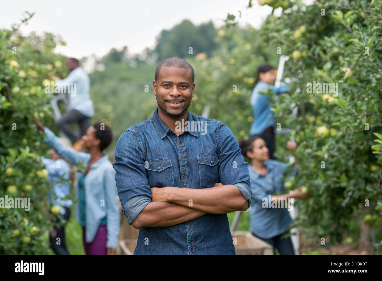 Un frutteto organico in una fattoria. Un gruppo di persone la raccolta mele verdi da alberi. Foto Stock