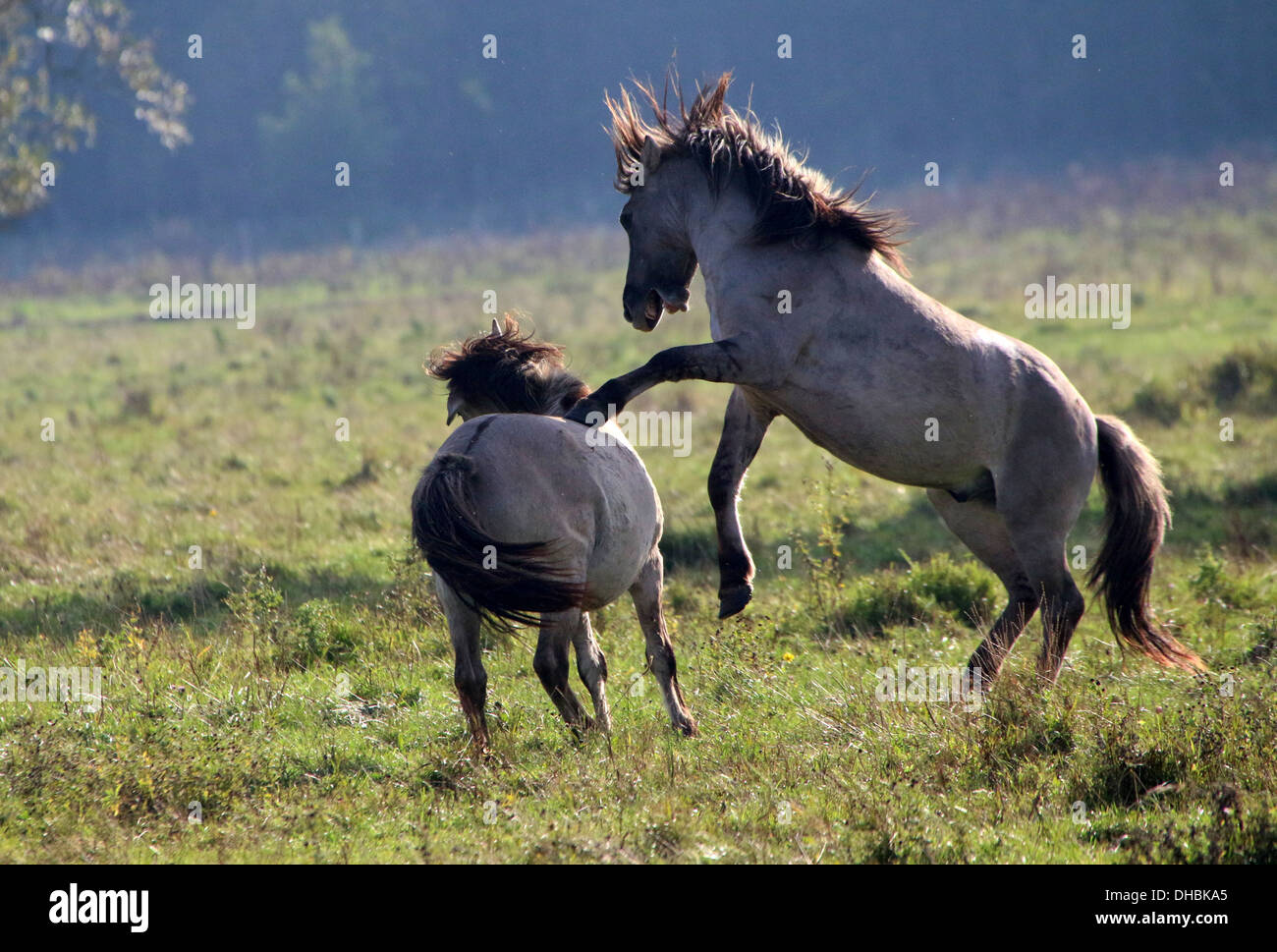 Allevamento e combattimenti maschio primitiva polacco cavalli a.k.a. Cavalli Konik Foto Stock