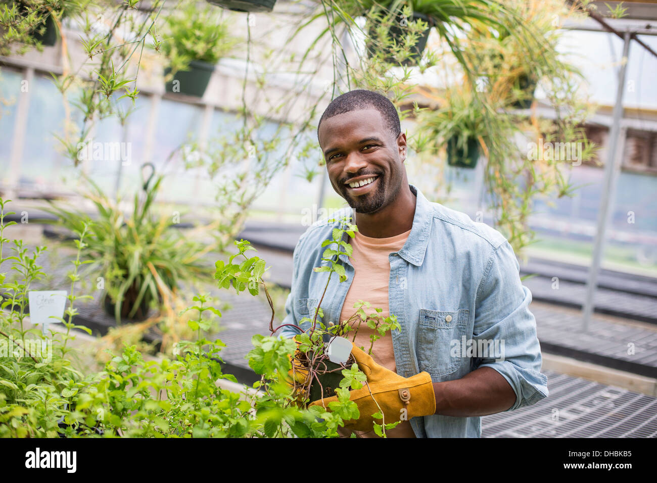 Lavorando su di una azienda agricola biologica. Un uomo che tende giovani piante in una casa di vetro. Foto Stock