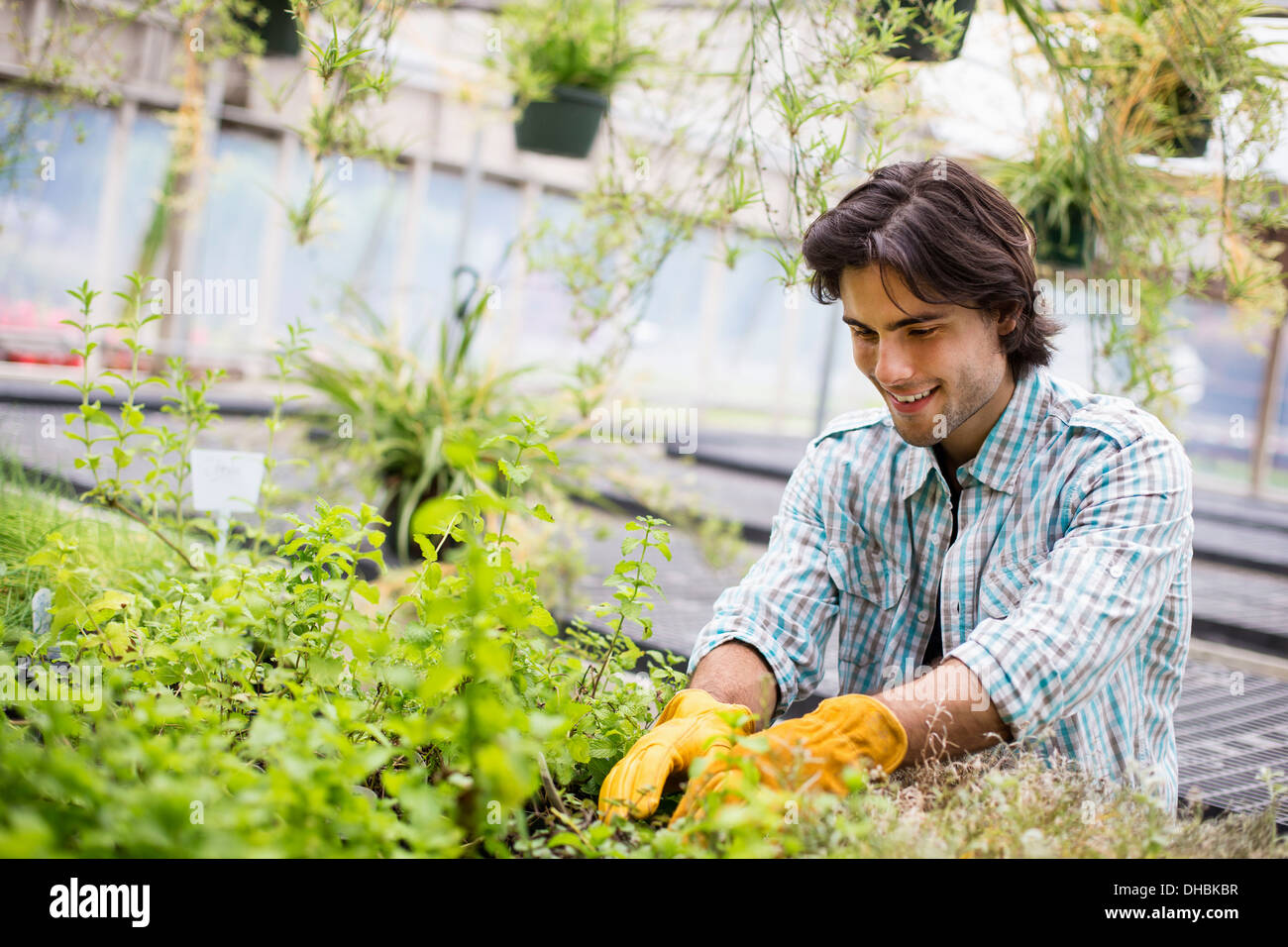 Lavorando su di una azienda agricola biologica. Un uomo che tende giovani piante in una casa di vetro. Foto Stock