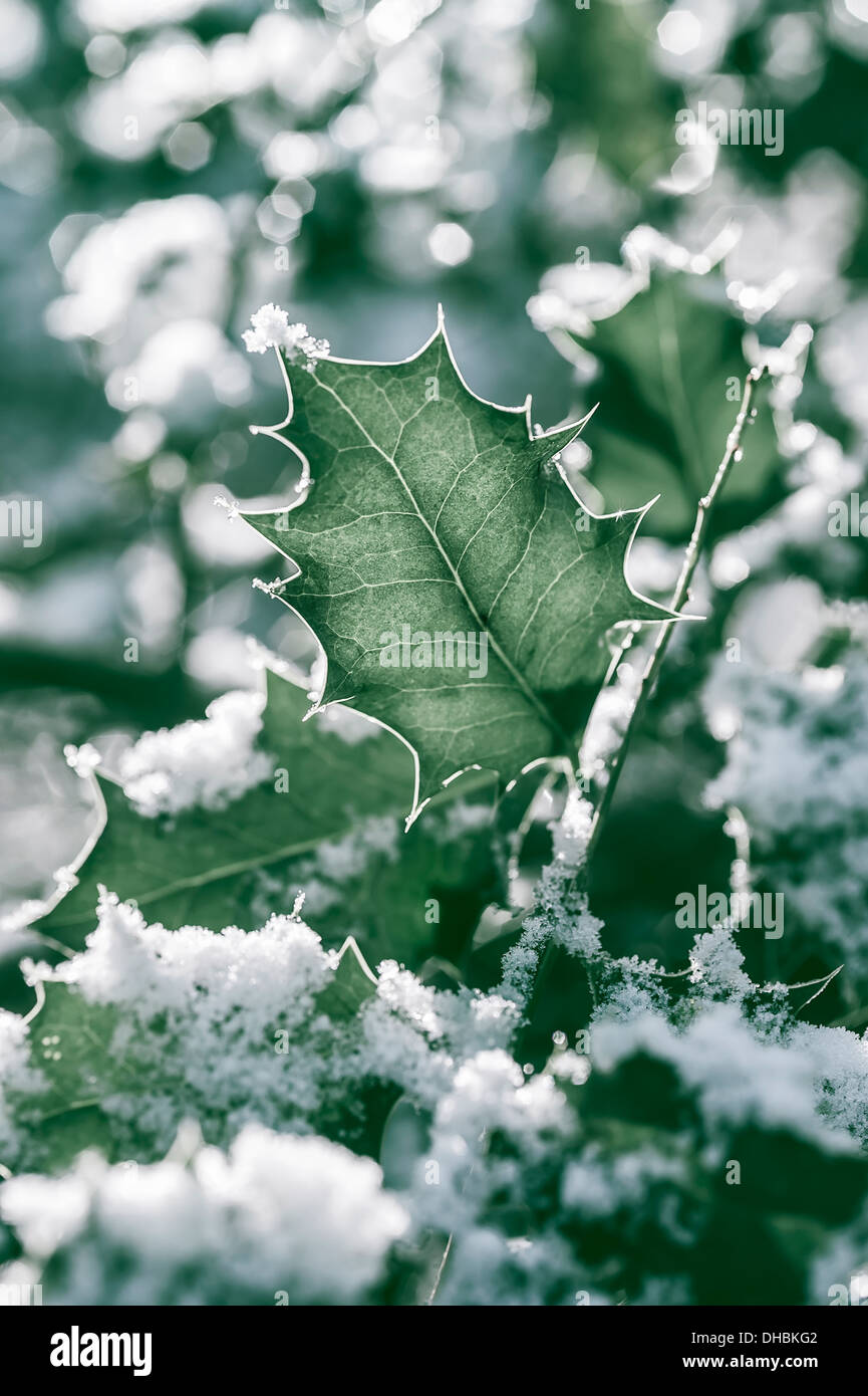 Agrifoglio Ilex aquifolium, coperta di neve con la luce del sole dietro mostrando le vene e cattura highlghts. Foto Stock