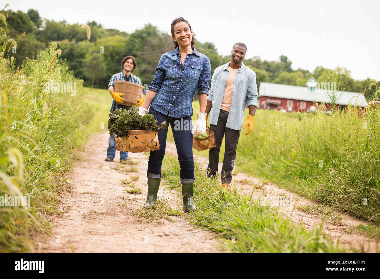 Tre persone che lavorano su di una azienda agricola biologica. Camminare lungo un percorso che porta cesti pieni di verdure. Foto Stock