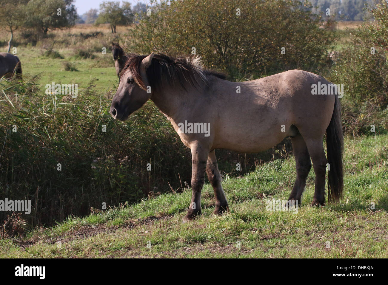 Polacco cavallo primitivo a.k.a. Cavalli Konik nel profilo Foto Stock