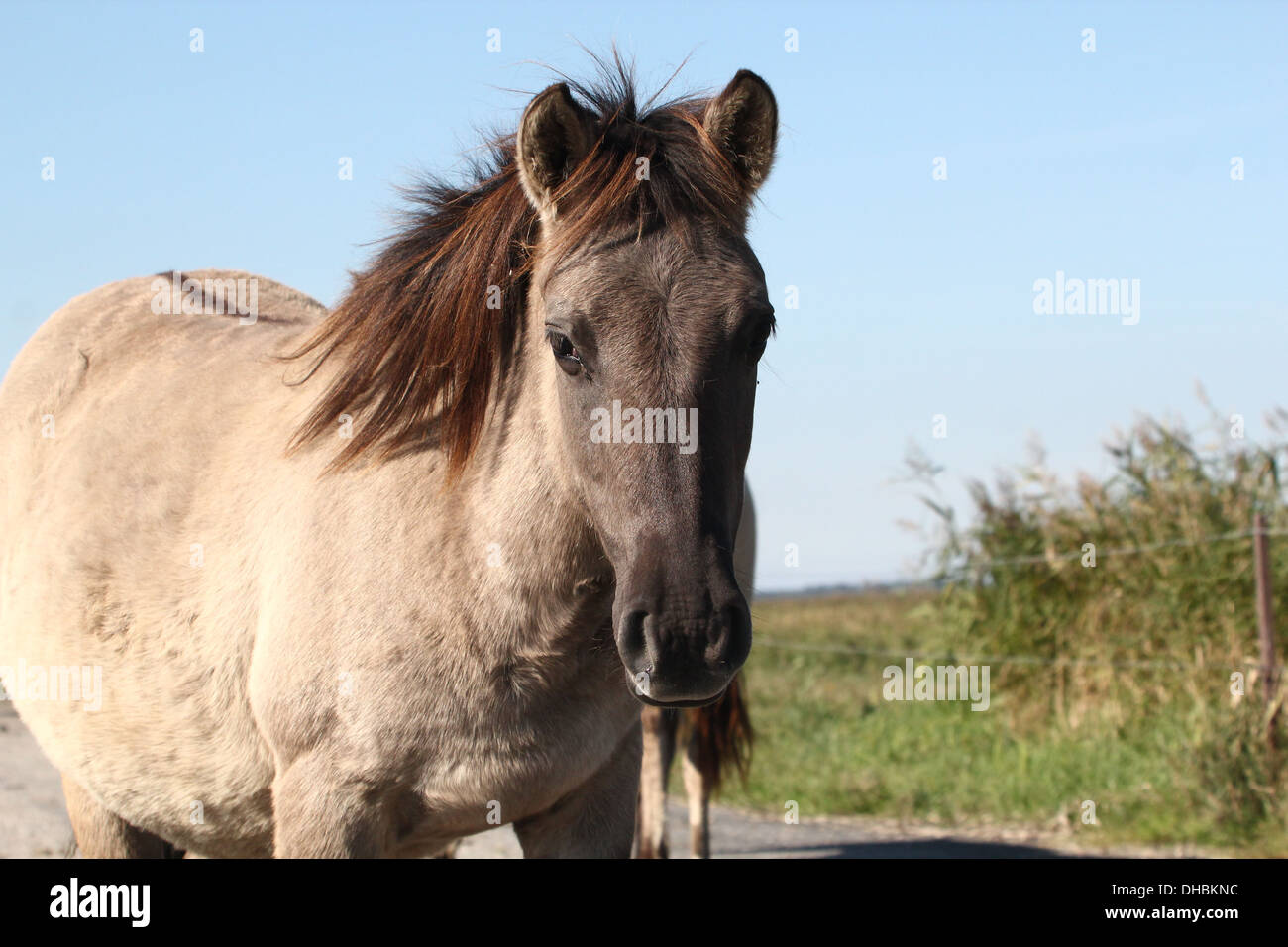 Polacco cavallo primitivo a.k.a. Cavalli Konik ritratto Foto Stock