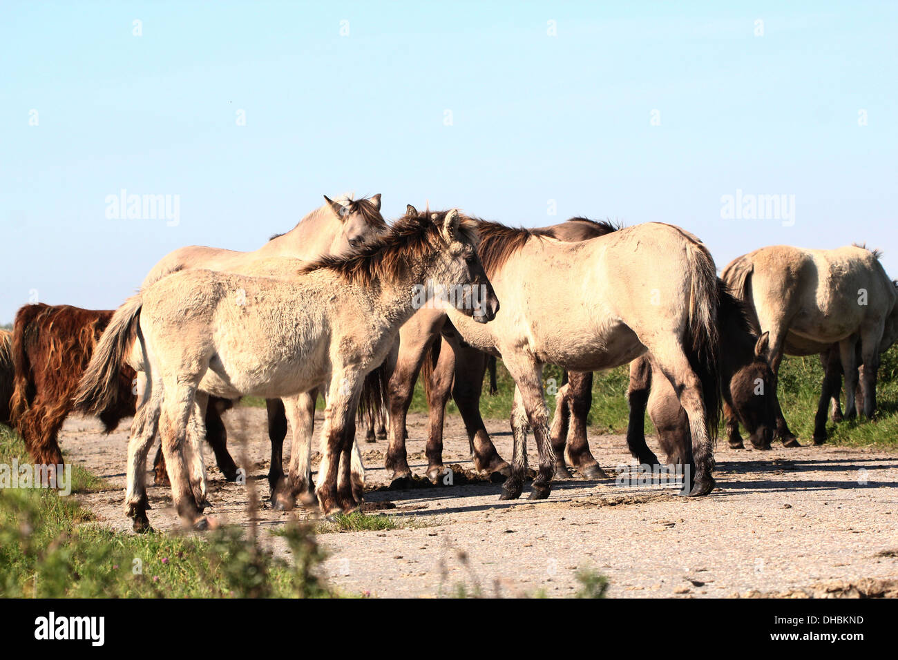 Allevamento di polacco cavalli primitivi a.k.a. Cavalli Konik Foto Stock