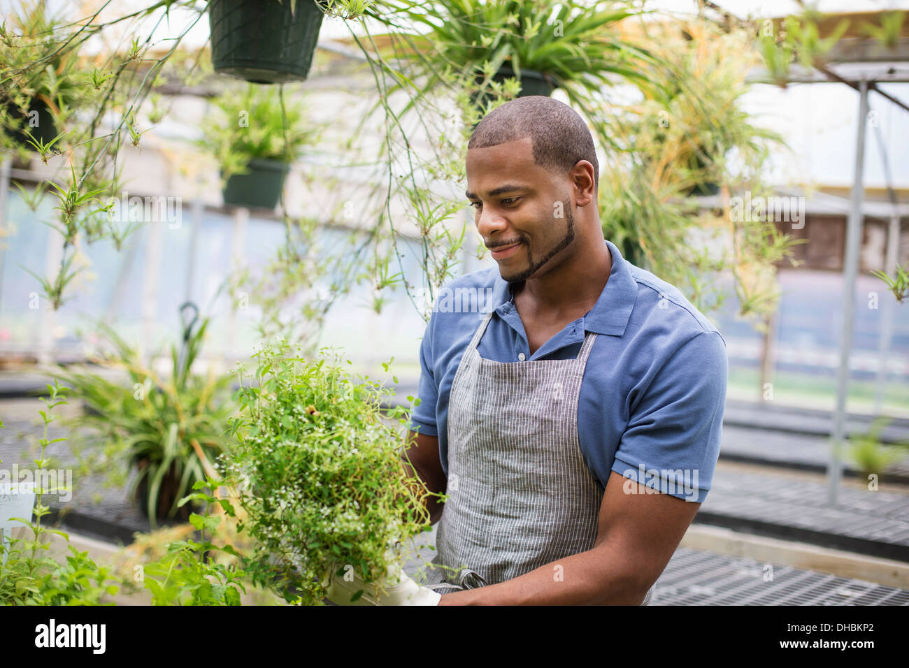 Lavorando su di una azienda agricola biologica. Un uomo che tende giovani piante in una casa di vetro. Foto Stock