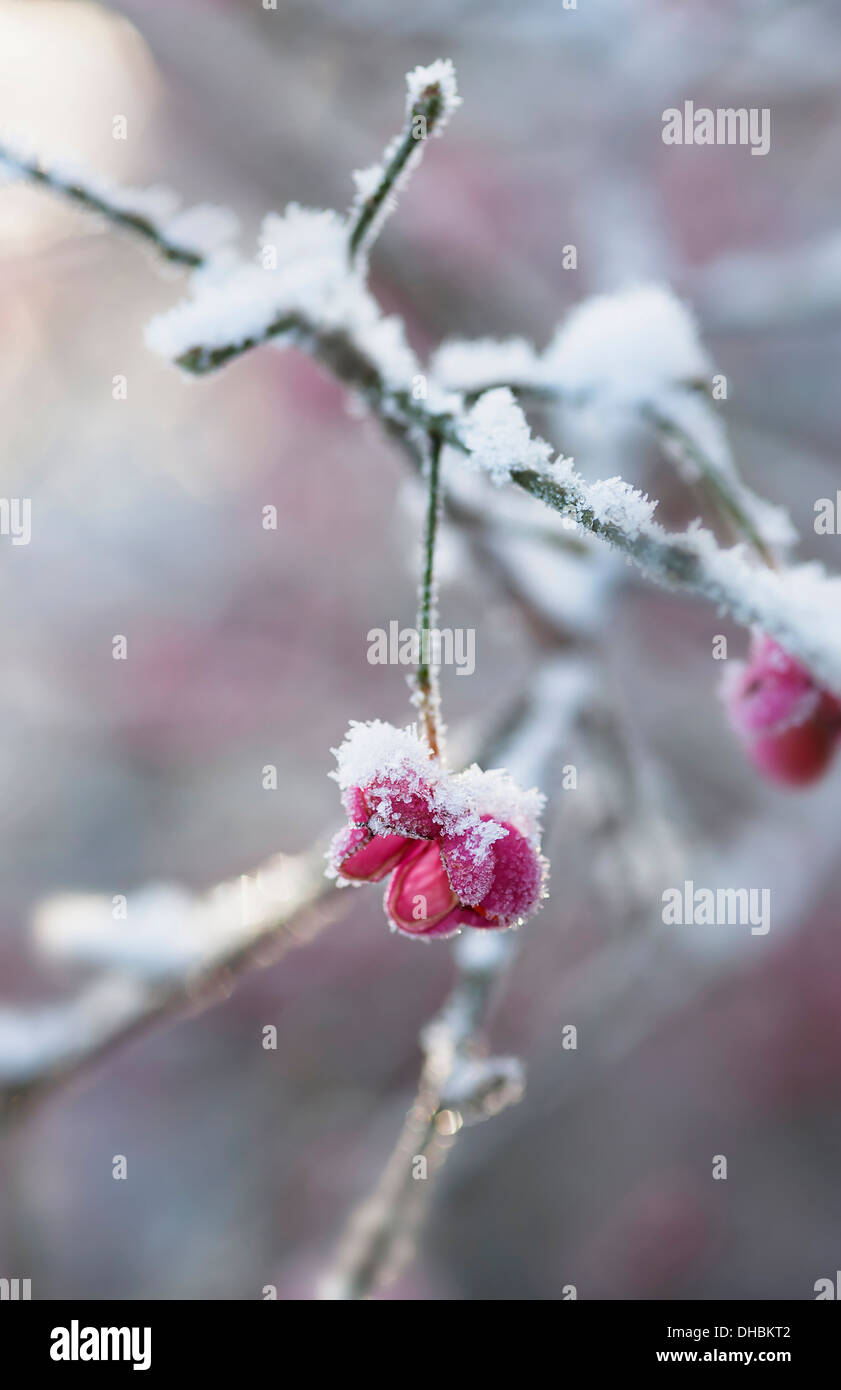 Albero di mandrino, Euonymus europaeus, rosa unico involucro esterno che ha lasciato cadere il Berry, coperto di neve. Foto Stock