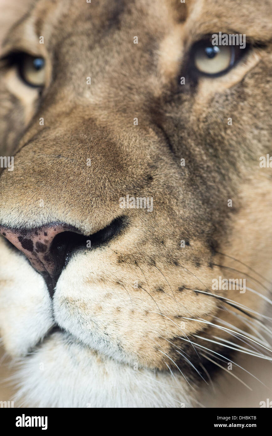 Un curioso leonessa da vicino in dettaglio. Foto Stock