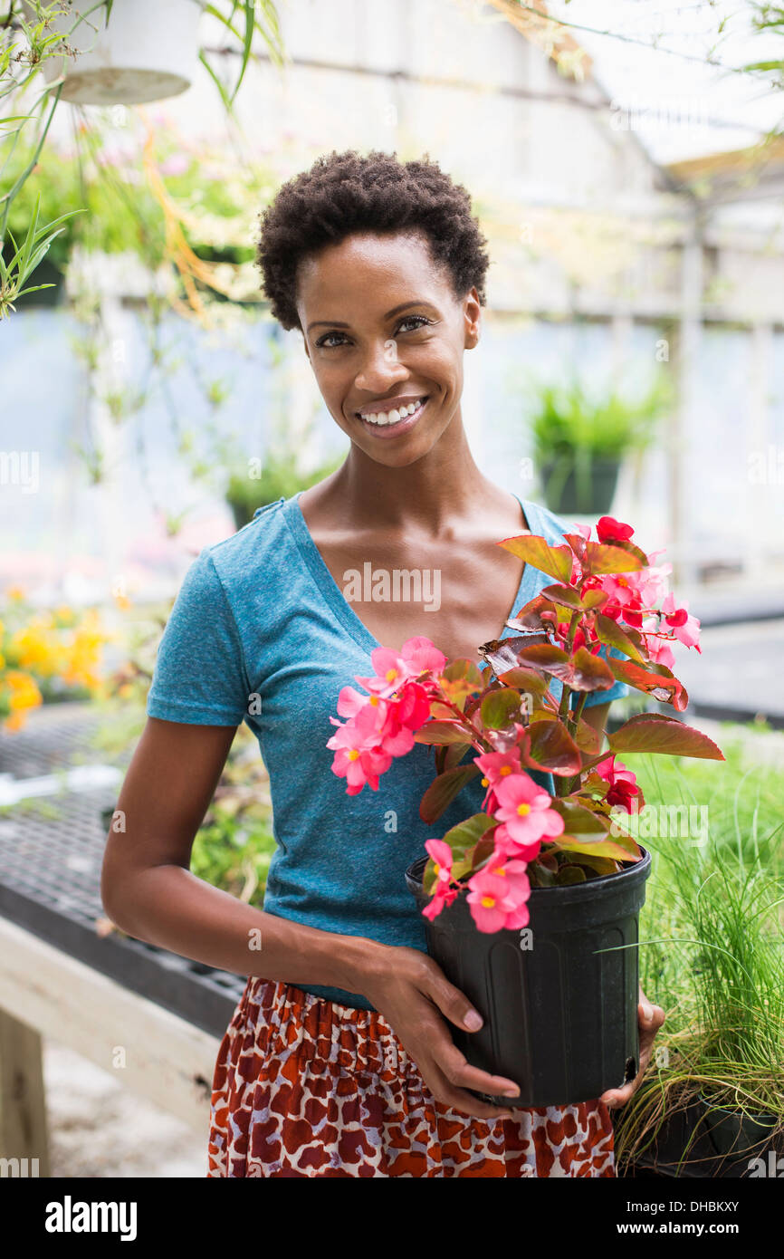 Lavorando su di una azienda agricola biologica. Una donna che mantiene una grande fioritura delle piante, una begonia con petali di rosa. Foto Stock