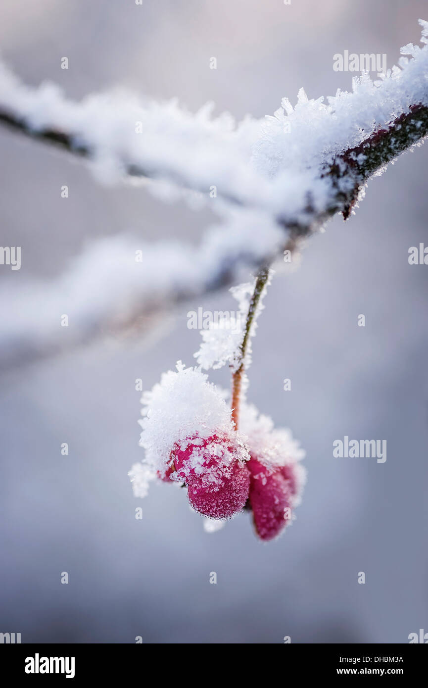 Albero di mandrino, Euonymus europaeus, singolo rosa custodia esterna per il berry coperto di neve. Foto Stock