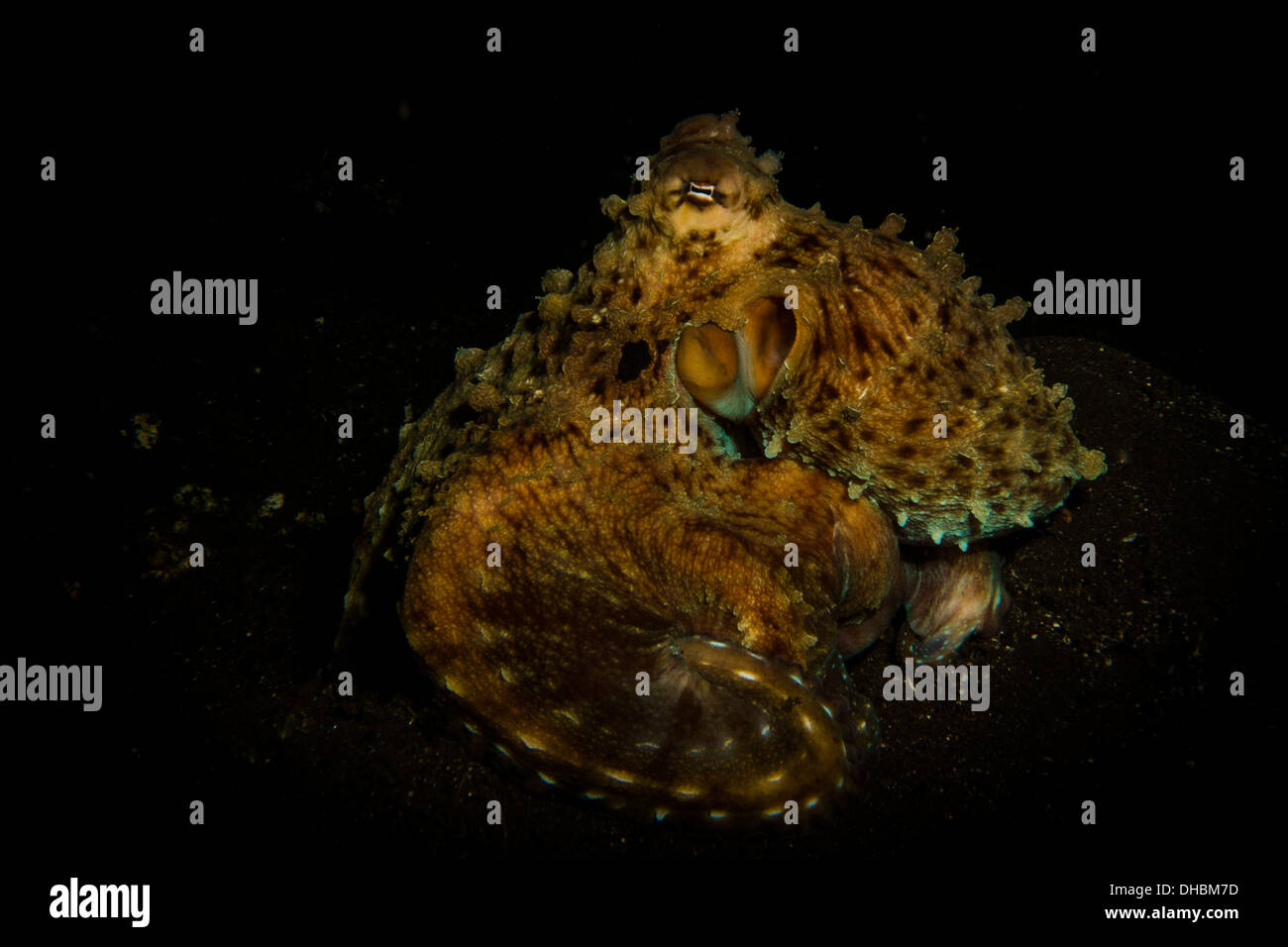 Subacquea, Indonesia, Komodo, vita marina, Sea Life, oceano mare, scuba diving, polpo, cefalopodi, intelligente, tentacoli Foto Stock