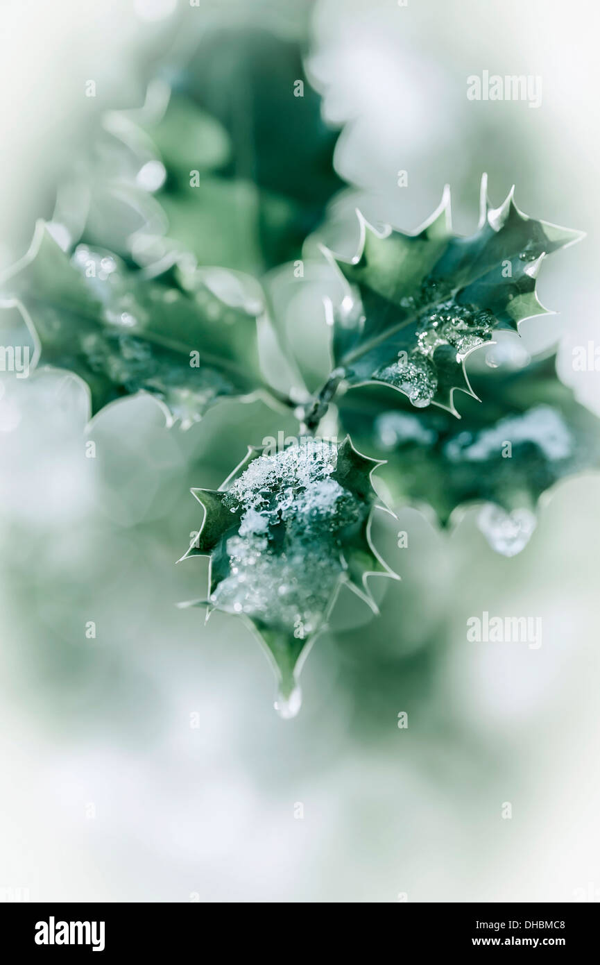 Agrifoglio Ilex aquifolium lascia con fusione della neve contro un sbiadito sfondo morbido. Foto Stock