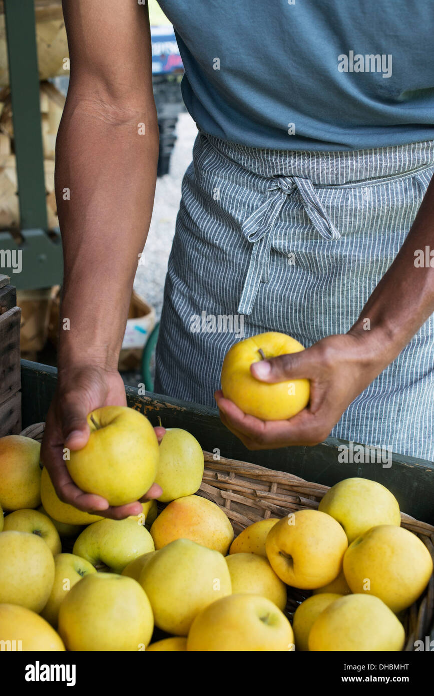 Agricoltura biologica. Un uomo di imballaggio mele fresche. Foto Stock