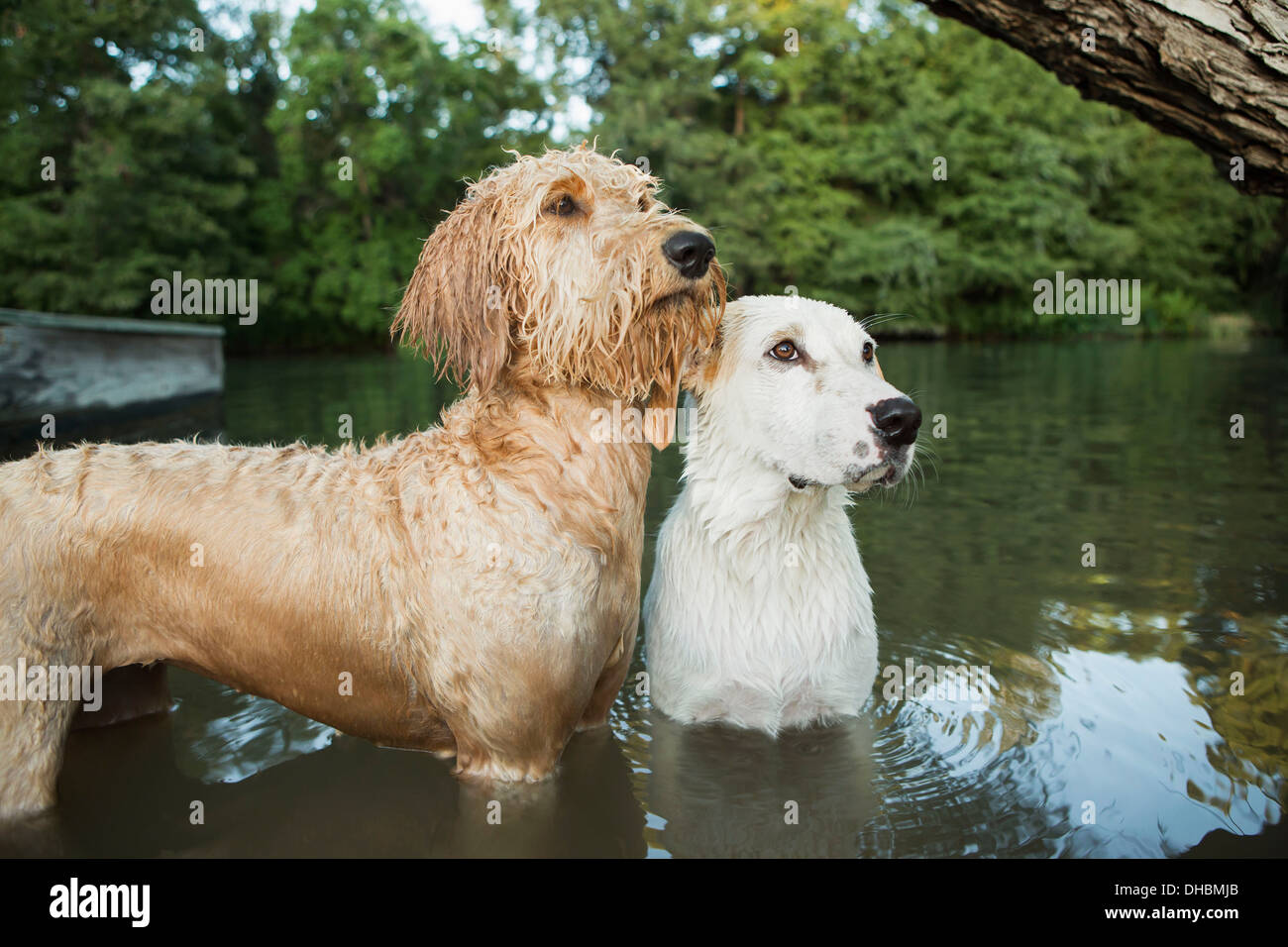 Un labradoodle dorata e un piccolo bianco di razza mista cane nell'acqua cercando con speranza. Foto Stock