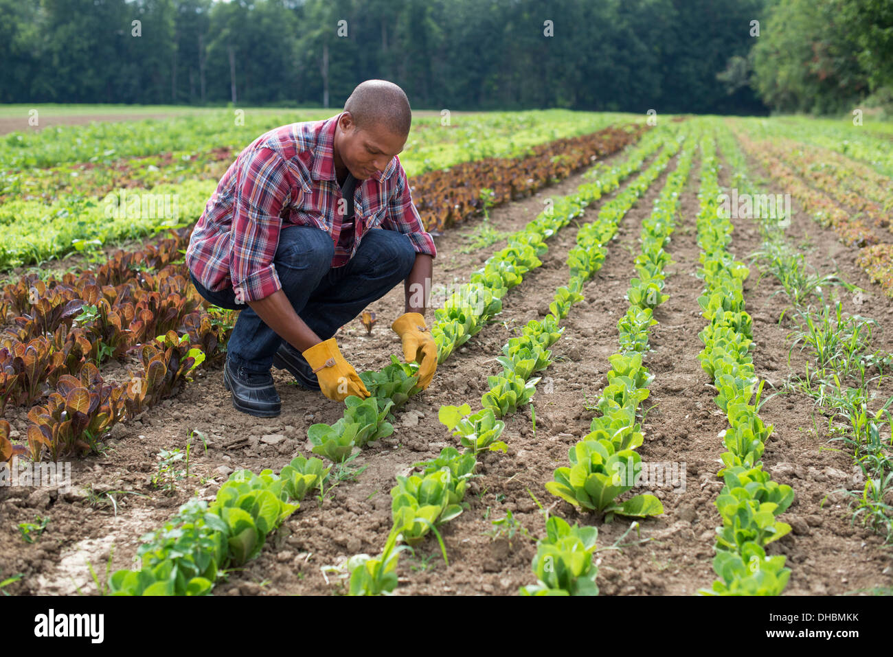 Un uomo in un campo di insalata di piccole piante che crescono in solchi. Foto Stock
