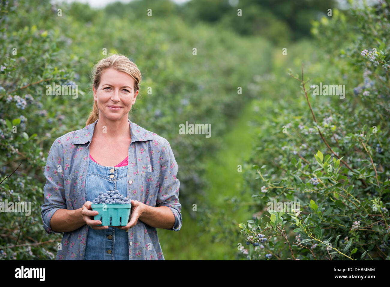 Un organico di azienda frutticola. Una donna la raccolta delle bacche dalle boccole. Foto Stock