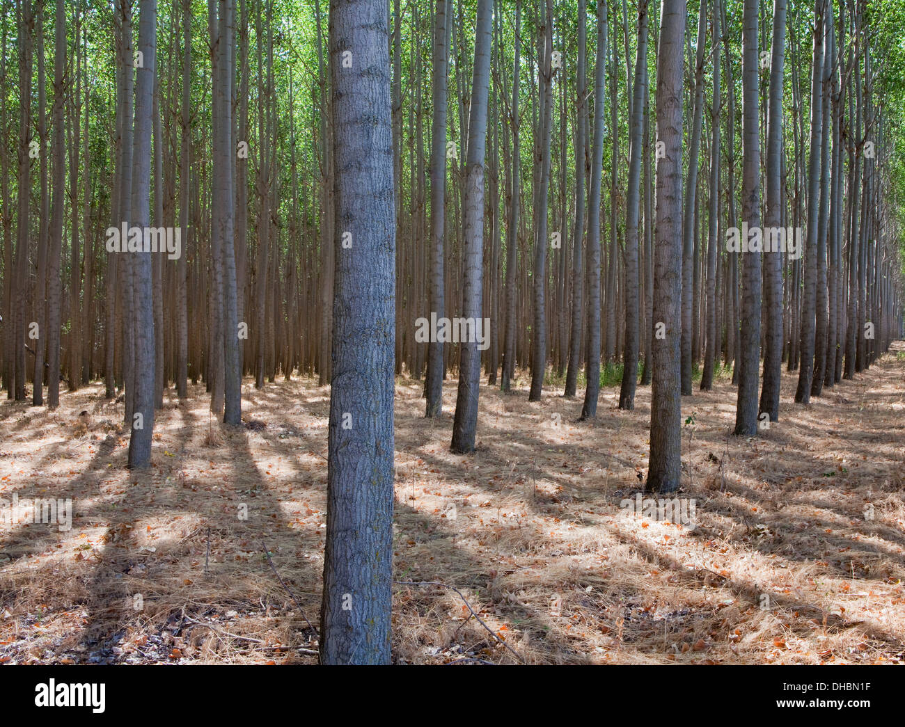 Un pioppo piantagione nei pressi Pendleton in Umatilla county in Oregon. Foto Stock