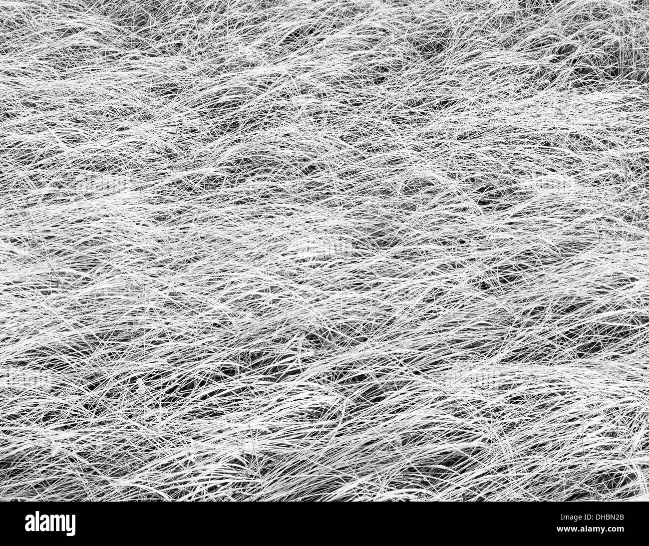 Mare denso erbe in riva al mare lungo la penisola, vicino Oysterville, Washington. Foto Stock
