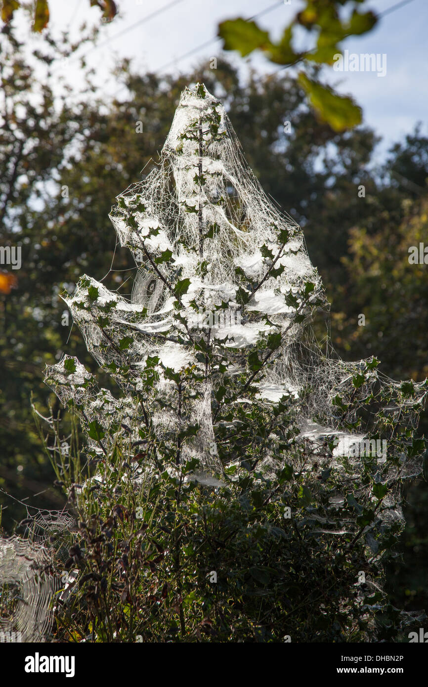 Ragni veli in una boccola o albero nel tardo autunno Foto Stock