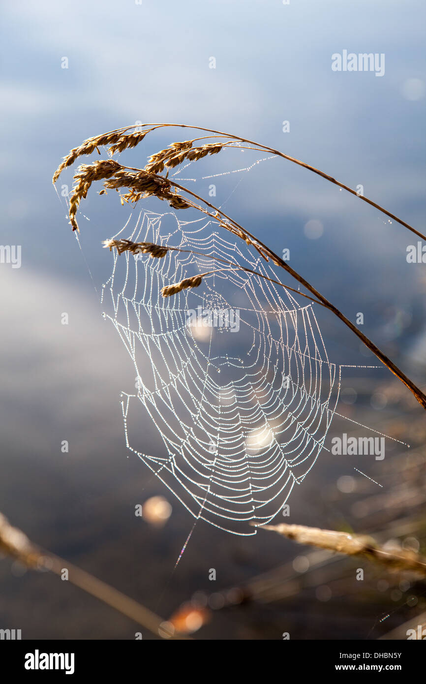Una spider web realizzato tra i gambi delle erbe Foto Stock