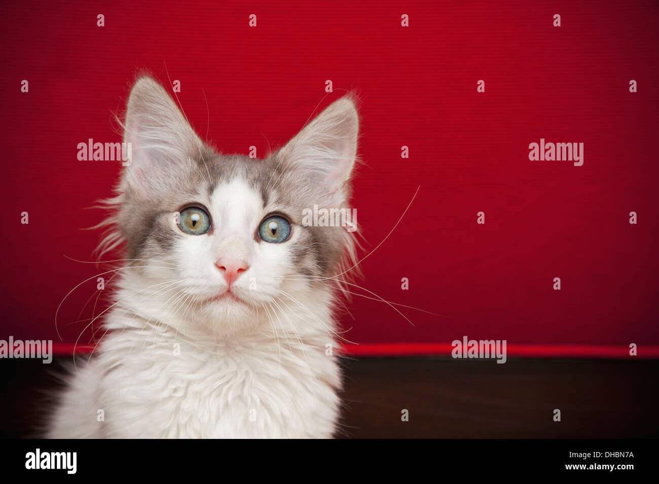 Un gattino con gli occhi aperti guardando la telecamera. Foto Stock