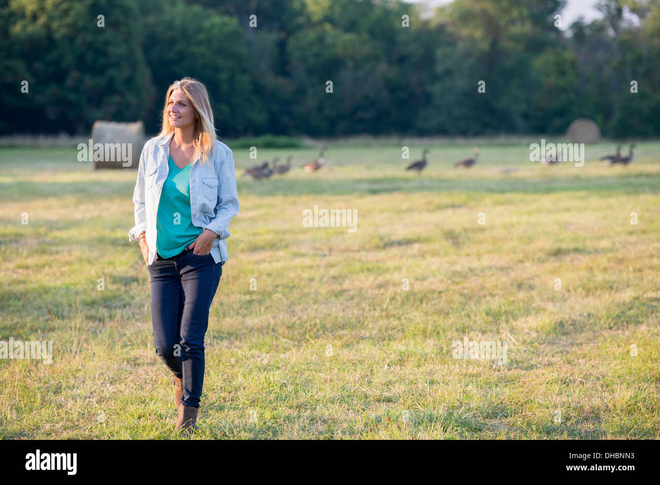 Una donna di camminare su un campo, lontano da un branco di oche all'aperto all'aria fresca. Foto Stock