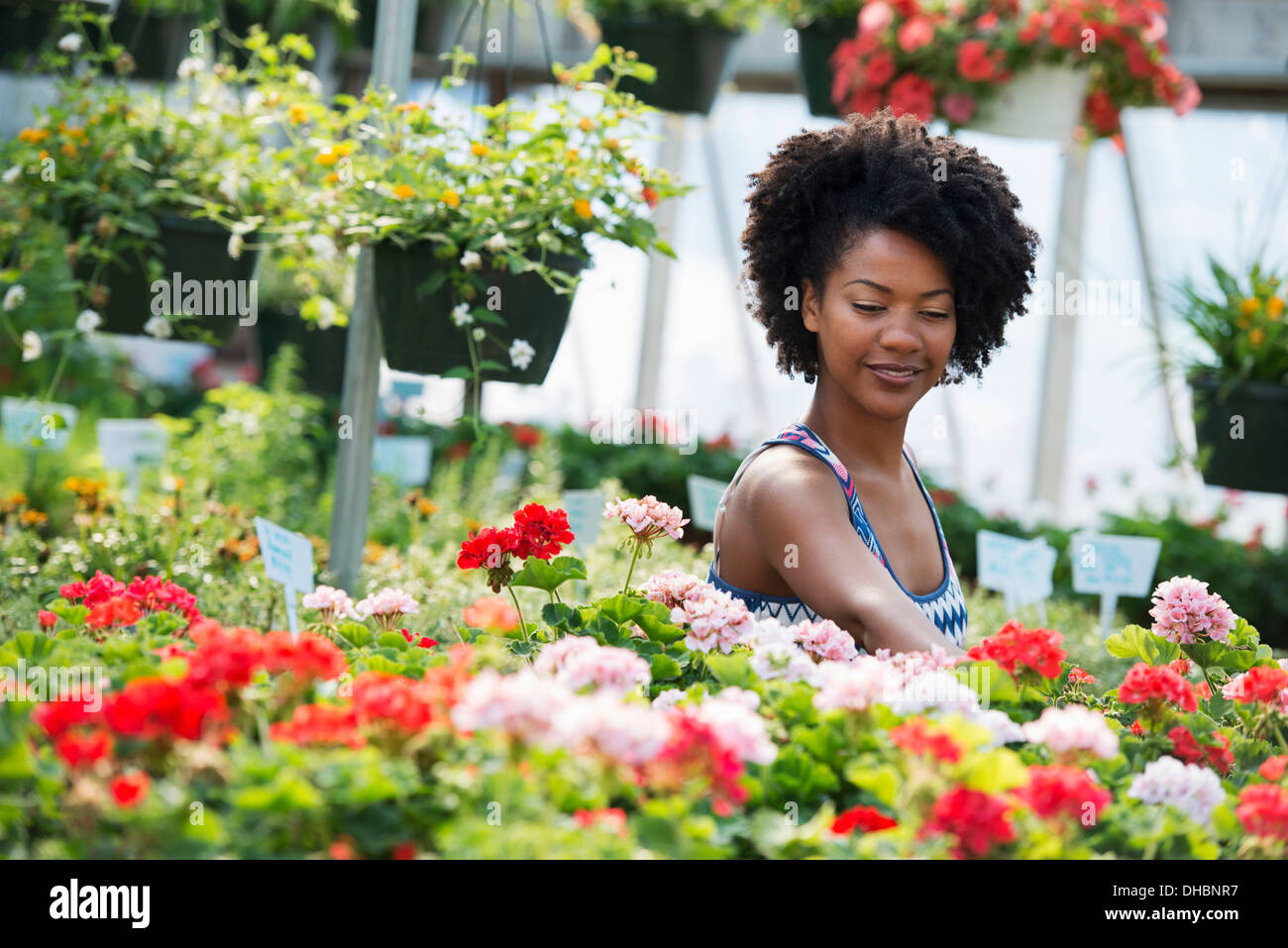 Una donna che lavorano tra piante di flowering. Il bianco e il rosso dei gerani su un banco di lavoro. Foto Stock