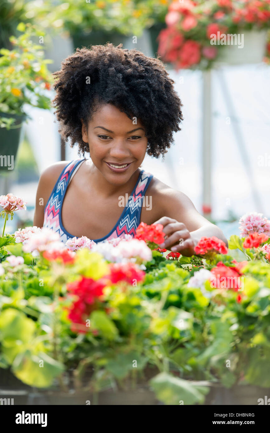 Una donna che lavorano tra piante di flowering. Il bianco e il rosso dei gerani su un banco di lavoro. Foto Stock