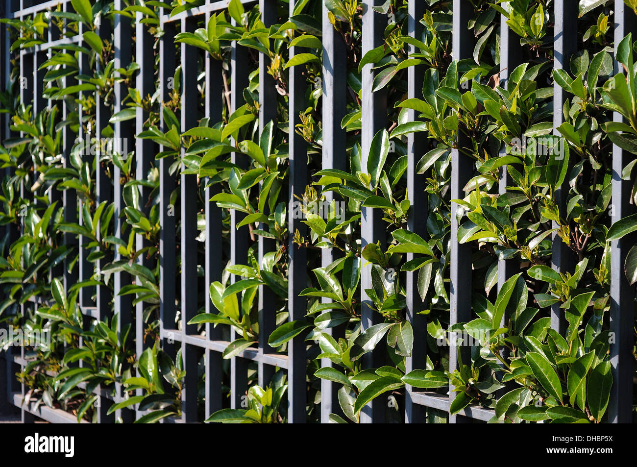 Piante e ringhiere Foto Stock