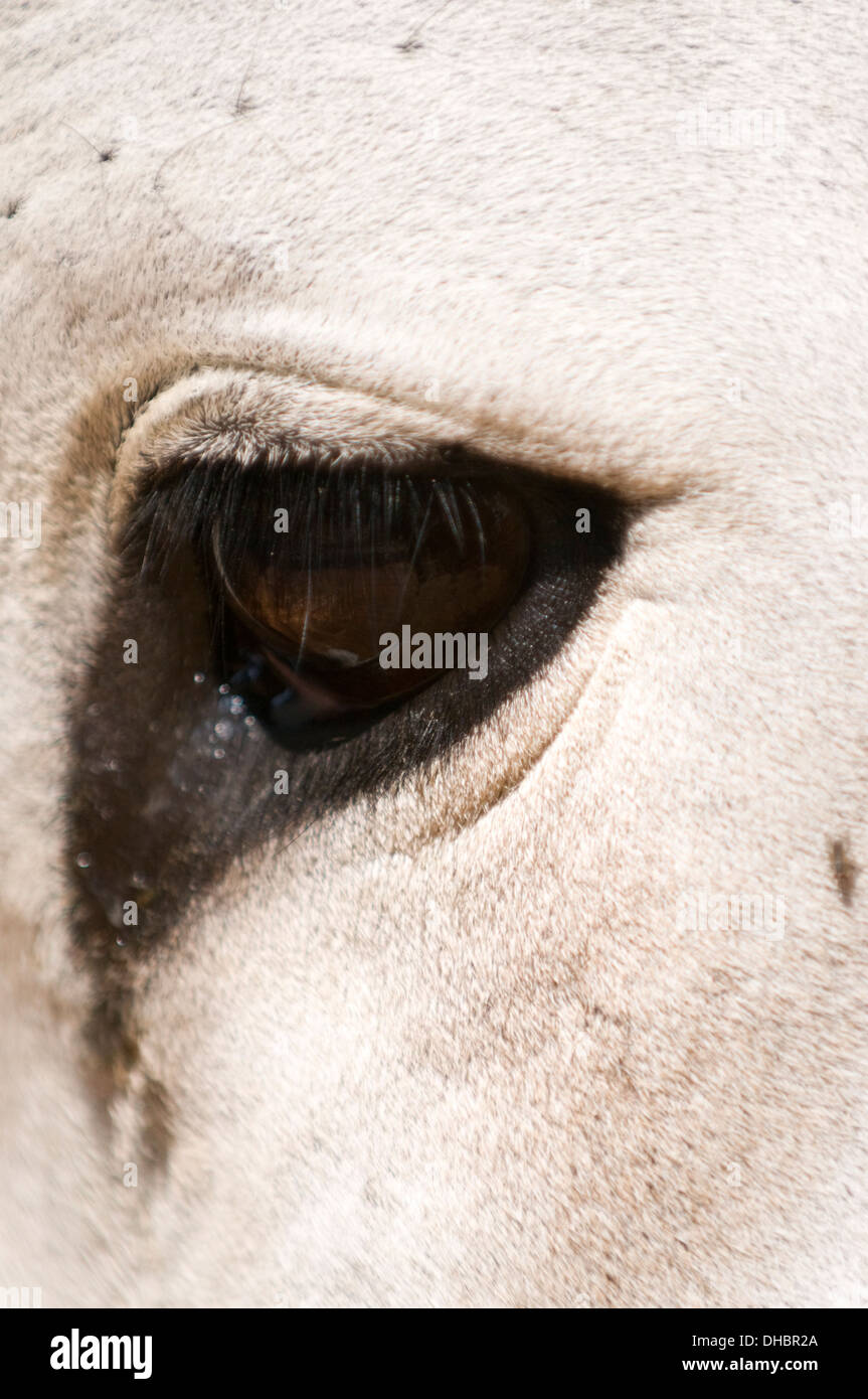 Grande occhio marrone indiani di toro bianco in stretta fino a Puttaparthi Andhara Pradesh India del Sud Foto Stock