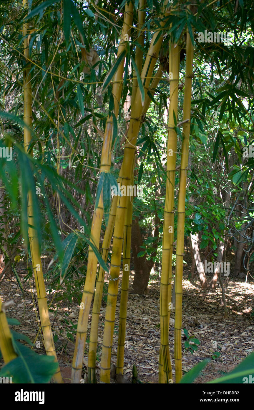 Giallo bambù in sub tropicale boschiva in Puttaparthi Andhara Pradesh India del Sud Foto Stock