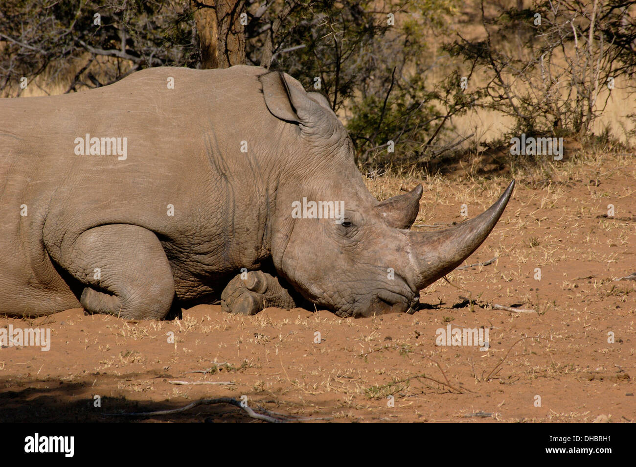 Rinoceronte nero (Diceros simum) maschio, che era orphanned da parte dei bracconieri e vive in una riserva recintata, Sud Africa Foto Stock