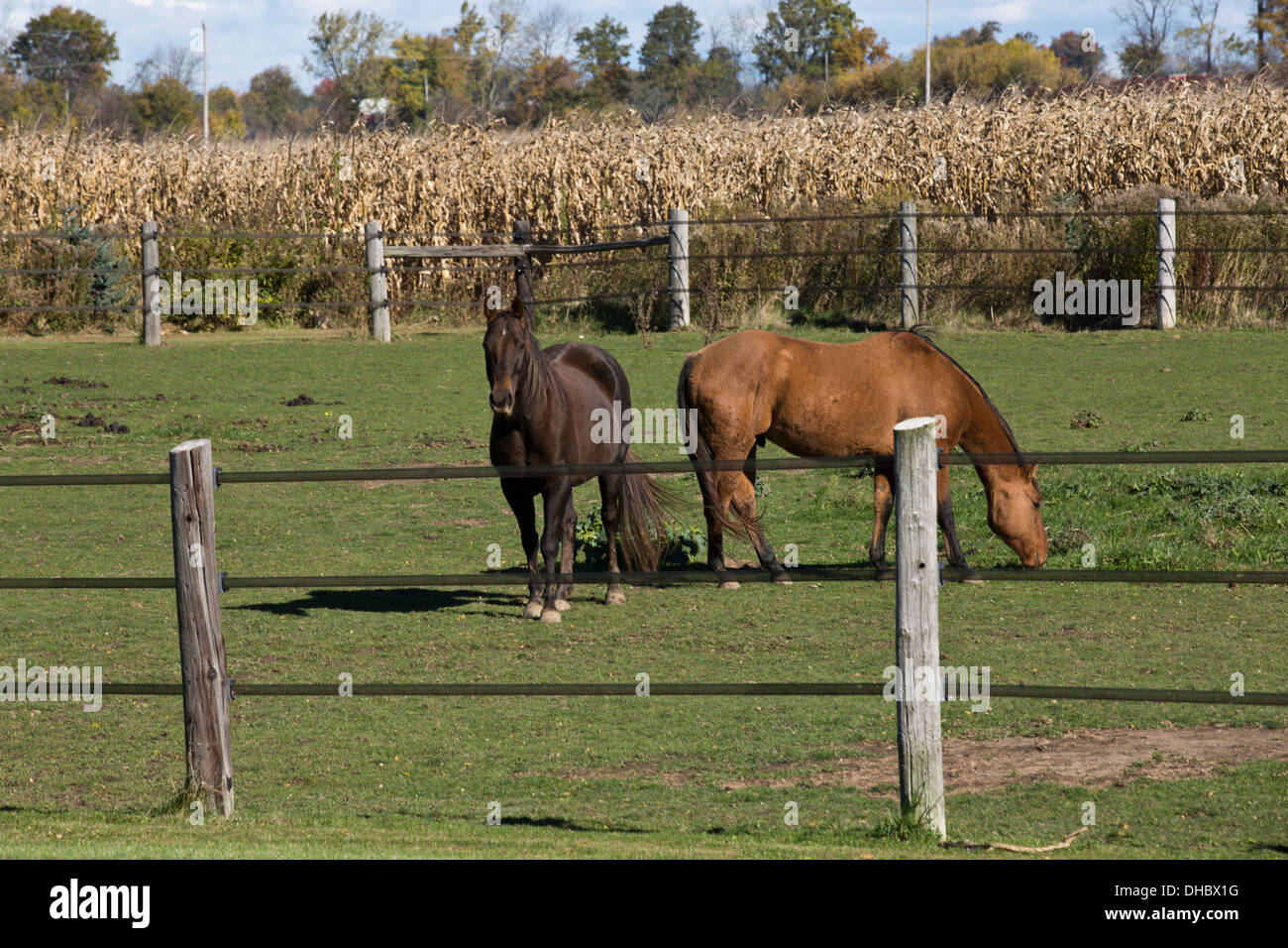 Agriturismo cavalli cavallo Foto Stock