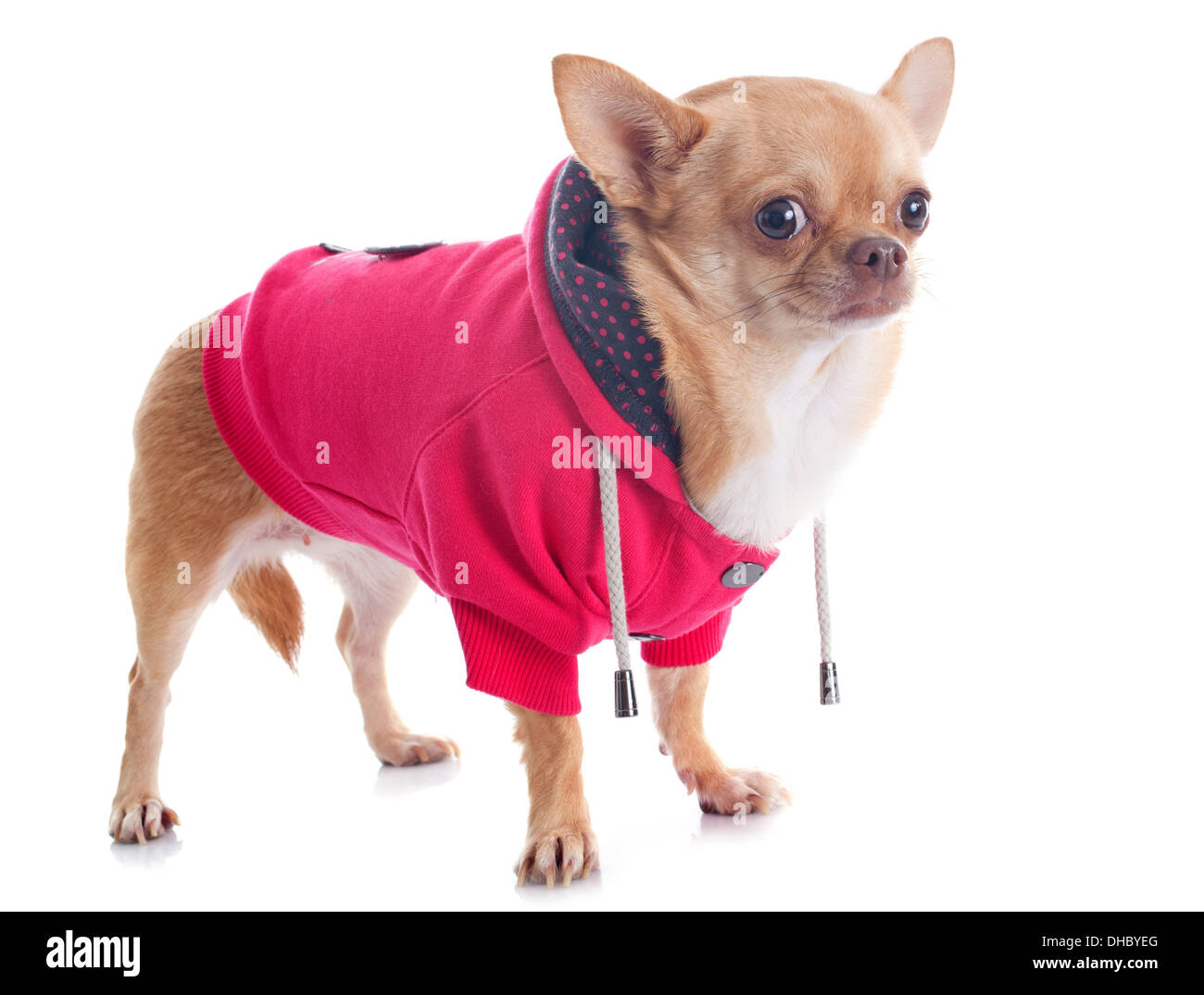Vestito chihuahua davanti a uno sfondo bianco Foto Stock